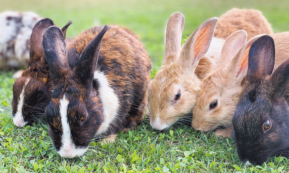 Jumping into pet ownership